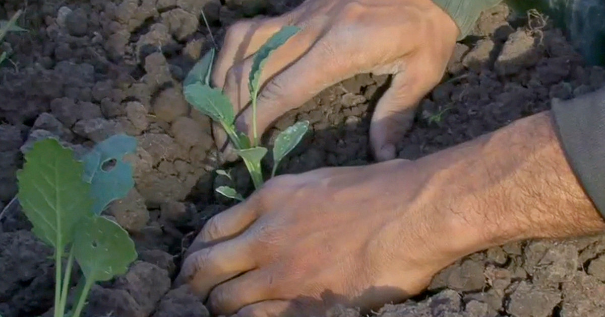 What is permaculture garden picture