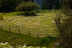 Green field with trees