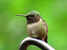 Hummingbird closeup