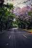 Empty Jacaranda Road