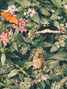 Butterfly Collage