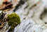 Moss on deadfall