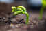 Seedling