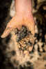 One handful of ash