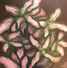 Plants with flesh tones